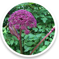 Angelica Gigas