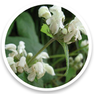 Phlomis Umbrosa