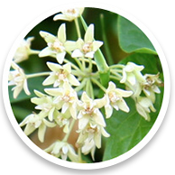 Cyanchum Wilfordii
